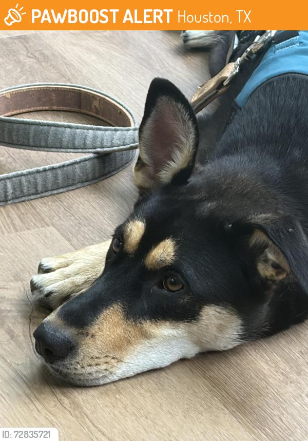 Found/Stray Female Dog last seen Westheimer near  Depot, Houston, TX 77063