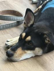 Found/Stray Female Dog last seen Westheimer near  Depot, Houston, TX 77063