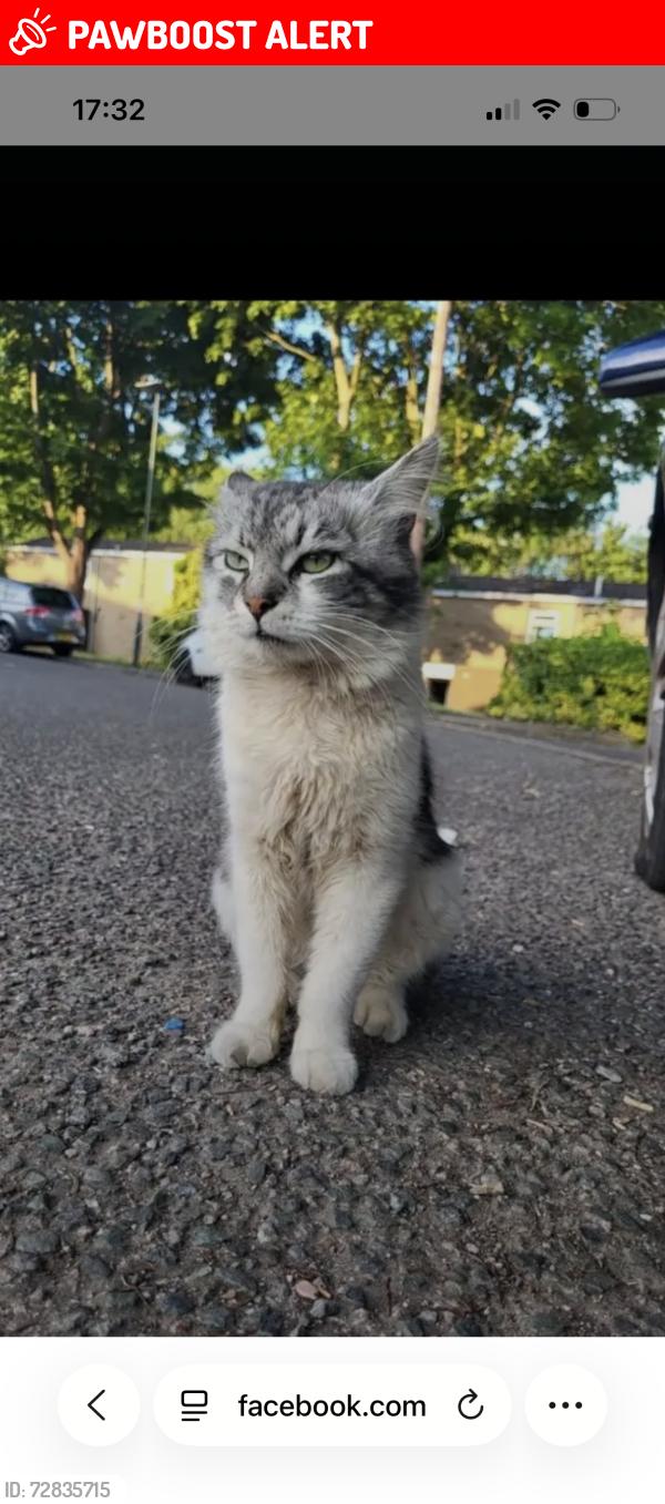 Lost Male Cat last seen Yardley wood road, West Midlands, England B14