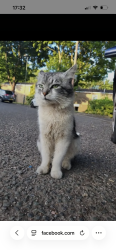 Lost Male Cat last seen Yardley wood road, West Midlands, England B14