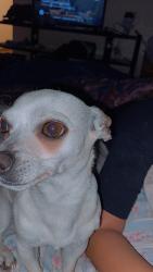 Lost Male Dog last seen La Alturas , Rio Rancho Estates, NM 87144