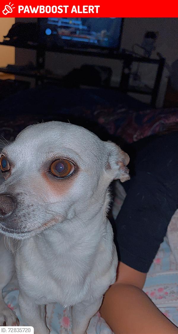 Lost Male Dog last seen La Alturas , Rio Rancho Estates, NM 87144