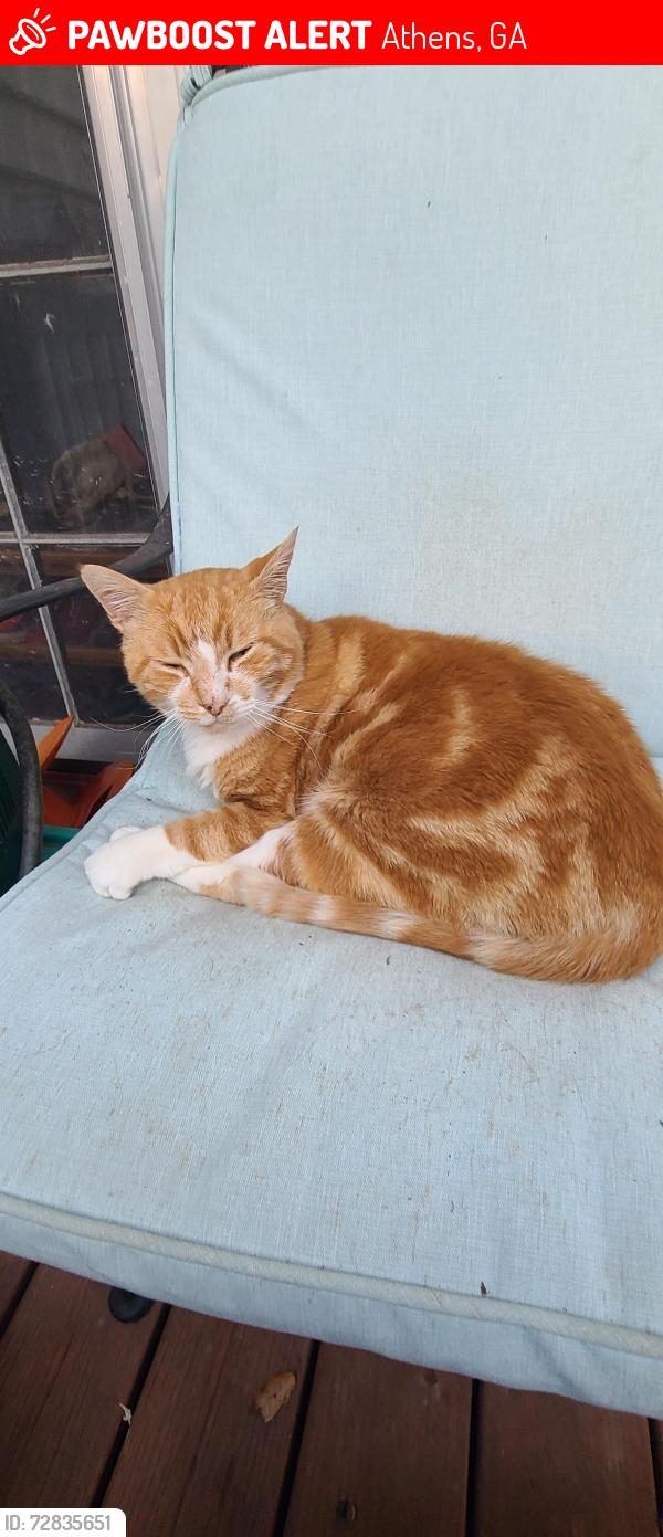 Lost Male Cat last seen Near Green Hills Road, Athens, GA 30605