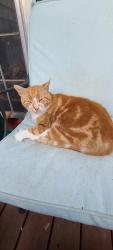 Lost Male Cat last seen Near Green Hills Road, Athens, GA 30605