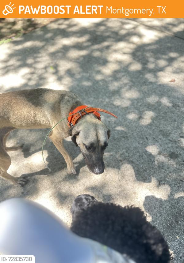 Found/Stray Female Dog last seen Woodforest , Montgomery, TX 77356
