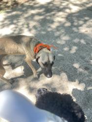 Found/Stray Female Dog last seen Woodforest , Montgomery, TX 77356