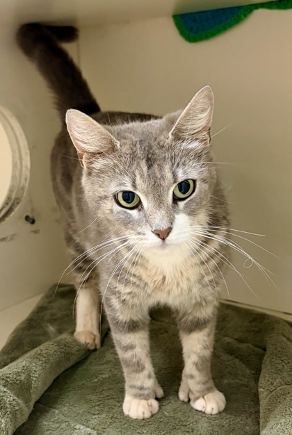 Shelter Stray Female Cat last seen Near Ridgetop Drive, 30294, GA, Atlanta, GA 30341