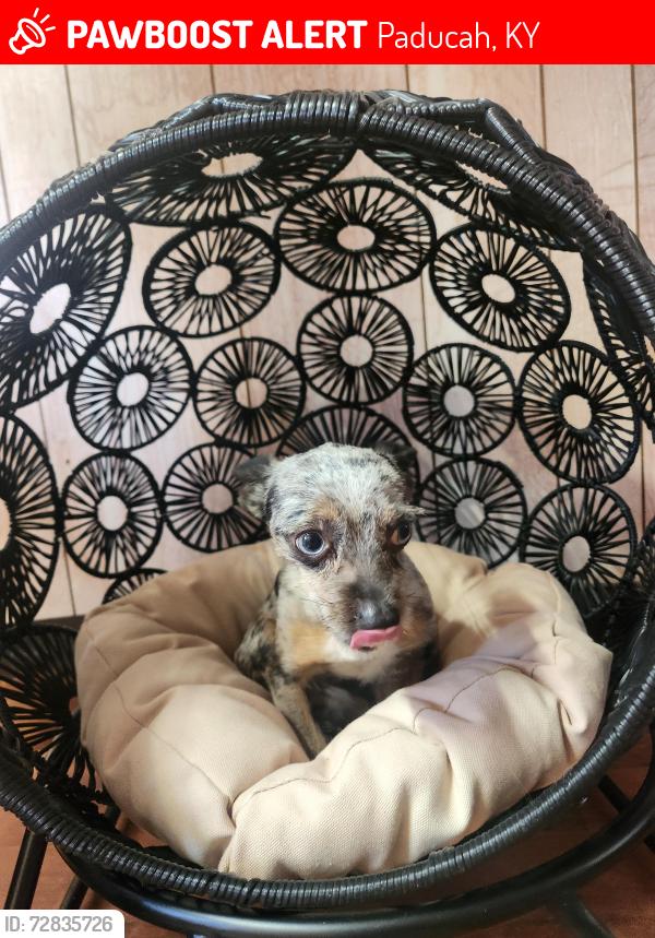Lost Male Dog last seen Near oaks road, Paducah, KY 42003