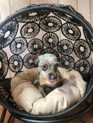 Lost Male Dog last seen Near oaks road, Paducah, KY 42003