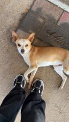 Lost Male Dog last seen FM14 , Tyler, TX 75706