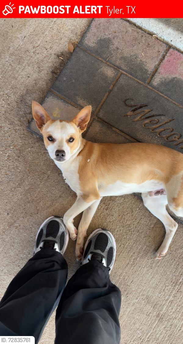 Lost Male Dog last seen FM14 , Tyler, TX 75706