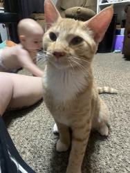 Lost Male Cat last seen Pawnee and Broadway, Wichita, KS 67216