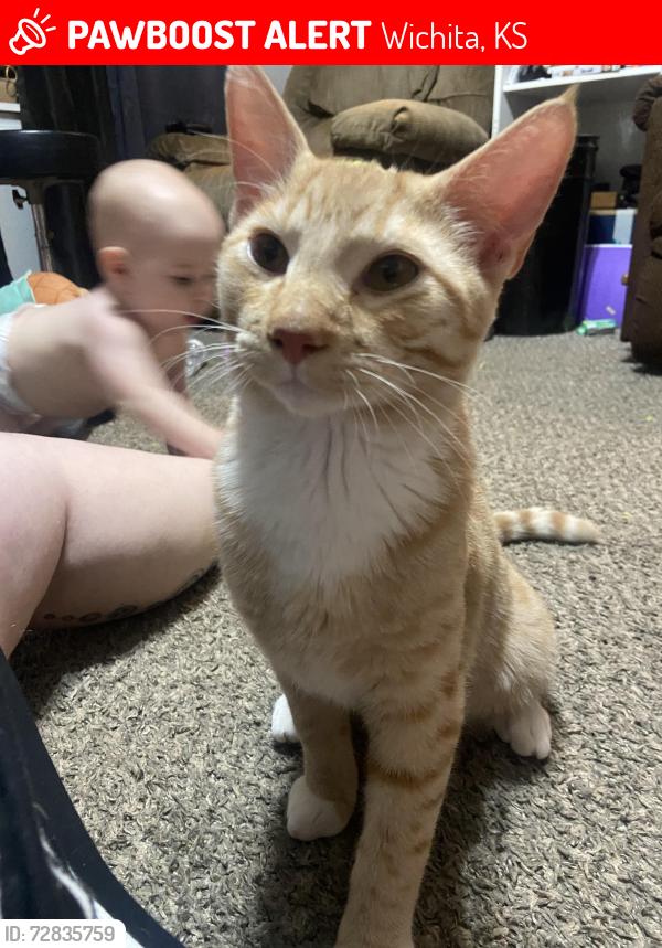 Lost Male Cat last seen Pawnee and Broadway, Wichita, KS 67216