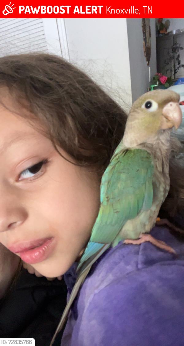 Lost Female Bird last seen Southside flts/Chapman Highway Shoney’s, Knoxville, TN 37920