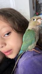Lost Female Bird last seen Southside flts/Chapman Highway Shoney’s, Knoxville, TN 37920