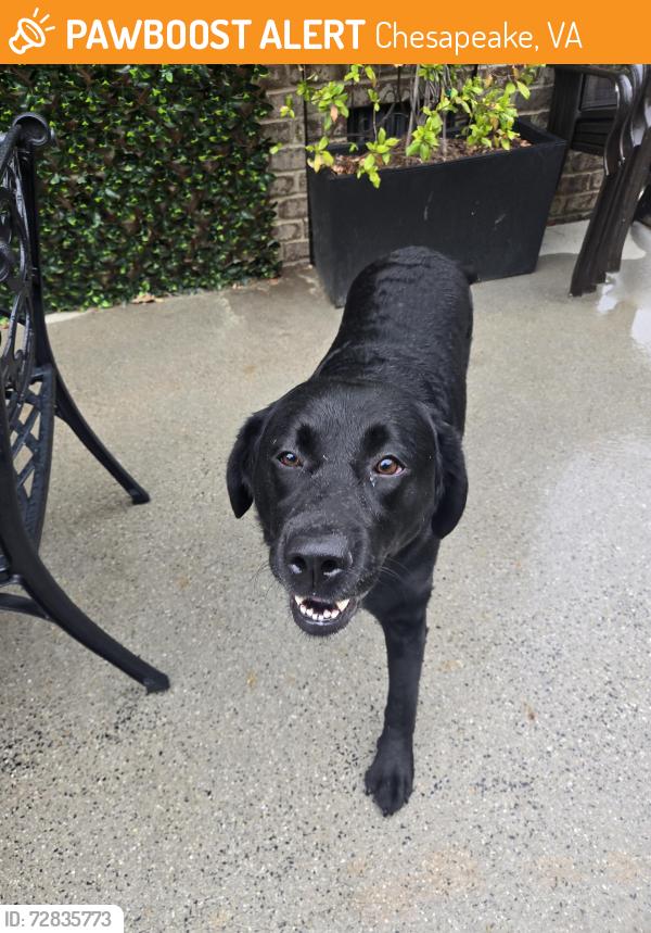 Found/Stray Female Dog last seen Rolling wood ests , Chesapeake, VA 23322