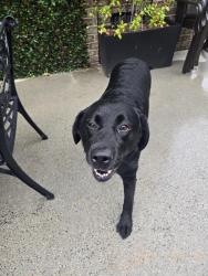 Found/Stray Female Dog last seen Rolling wood ests , Chesapeake, VA 23322