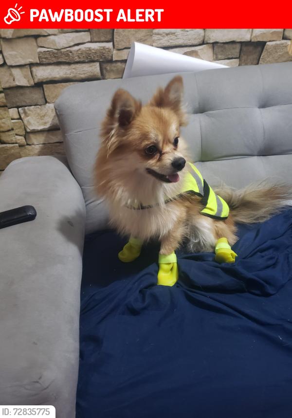 Lost Male Dog last seen Chimalhuacan  y cielito lindo, Ciudad Nezahualcóyotl, Méx. 
