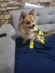 Lost Male Dog last seen Chimalhuacan  y cielito lindo, Ciudad Nezahualcóyotl, Méx. 