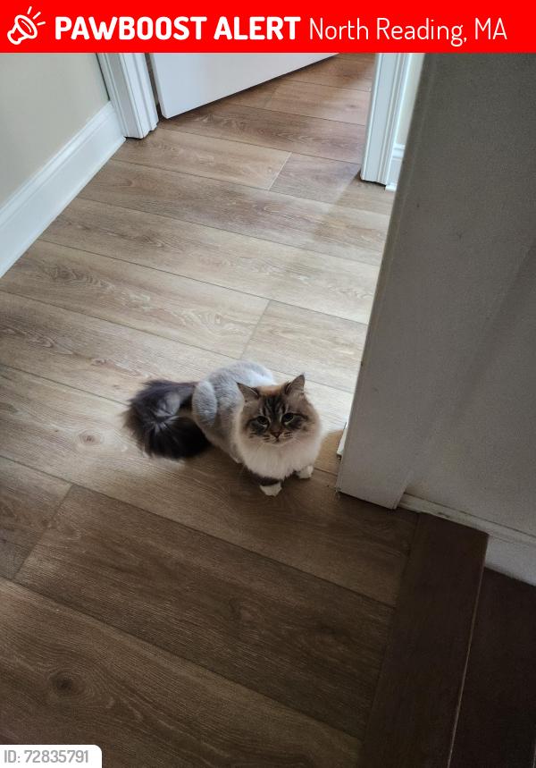 Lost Female Cat last seen Magnolia road, North Reading, MA 01864