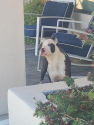 Found/Stray Male Dog last seen Lindsay and Southern, Mesa, AZ 85204