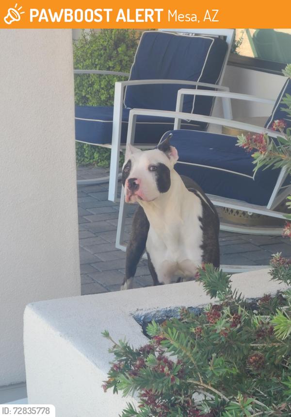 Found/Stray Male Dog last seen Lindsay and Southern, Mesa, AZ 85204