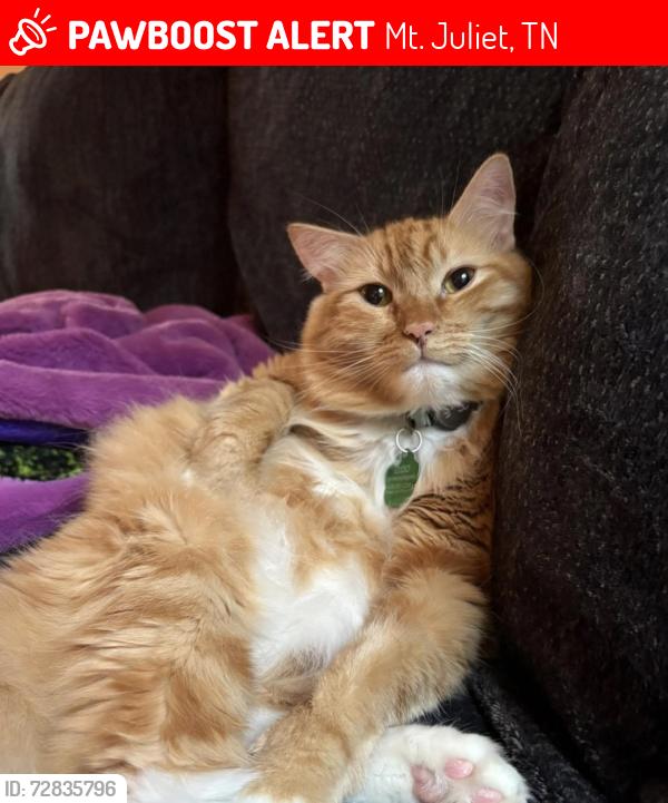 Lost Male Cat last seen Rutland , Mt. Juliet, TN 37122