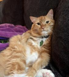 Lost Male Cat last seen Rutland , Mt. Juliet, TN 37122