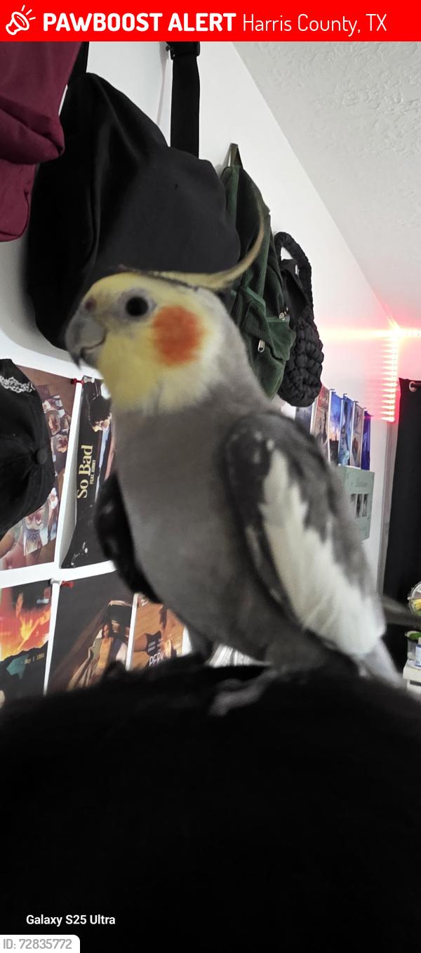 Lost Male Bird last seen Fireside, Harris County, TX 77379