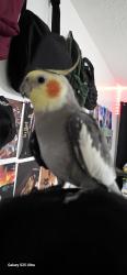 Lost Male Bird last seen Fireside, Harris County, TX 77379