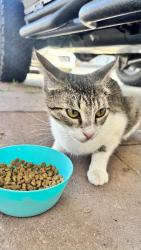 Found/Stray Unknown Cat last seen Clayton Ave by Dollar General, Modesto, CA 95350