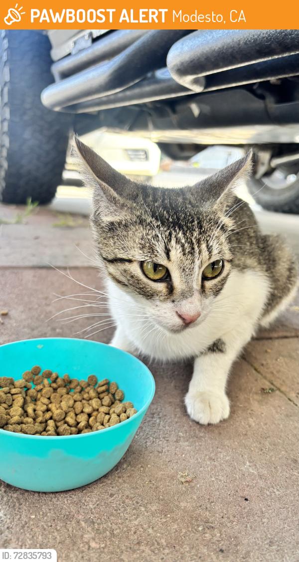 Found/Stray Unknown Cat last seen Clayton Ave by Dollar General, Modesto, CA 95350