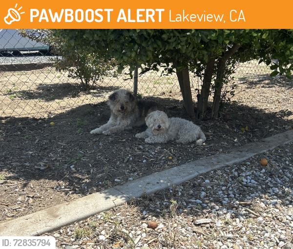 Found/Stray Female Dog last seen Lakeview and Yuca, Lakeview, CA 92567