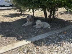Found/Stray Female Dog last seen Lakeview and Yuca, Lakeview, CA 92567