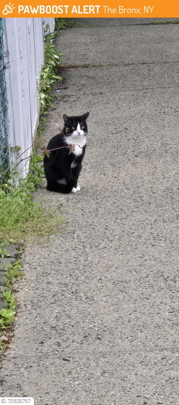 Found/Stray Unknown Cat last seen Baychester ave, The Bronx, NY 10466