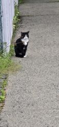 Found/Stray Unknown Cat last seen Baychester ave, The Bronx, NY 10466