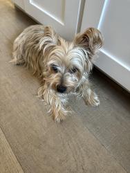 Lost Male Dog last seen Tooley, San Diego, CA 92114