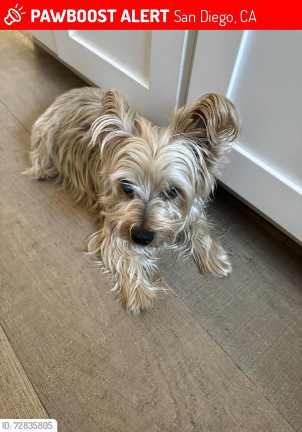 Lost Male Dog last seen Tooley, San Diego, CA 92114