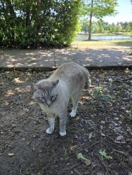 Found/Stray Unknown Cat last seen Grey heron and creekside foreshadowing an apple air tag on its collar and a bell, The Woodlands, TX 77389