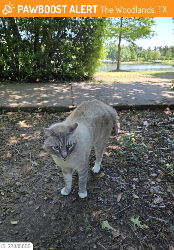 Found/Stray Unknown Cat last seen Grey heron and creekside foreshadowing an apple air tag on its collar and a bell, The Woodlands, TX 77389
