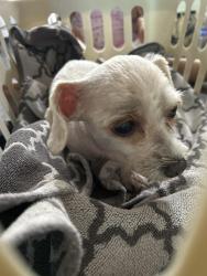 Found/Stray Female Dog last seen Main st, Mansfield, TX 76063