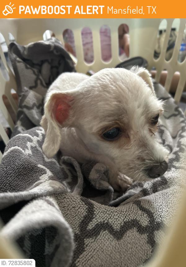 Found/Stray Female Dog last seen Main st, Mansfield, TX 76063