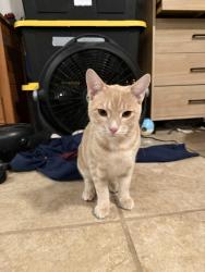 Lost Male Cat last seen laurel hill & coach hse, Austin, TX 78737