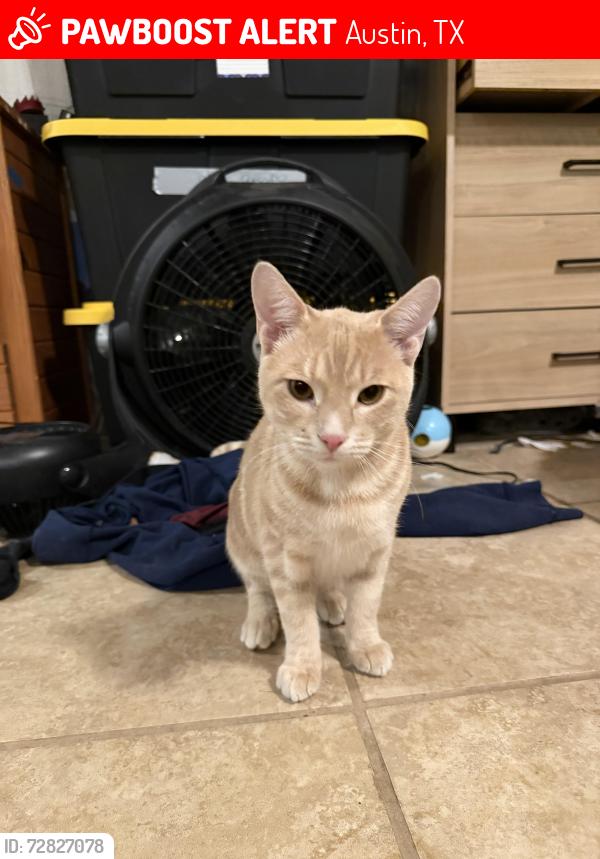 Lost Male Cat last seen laurel hill & coach hse, Austin, TX 78737