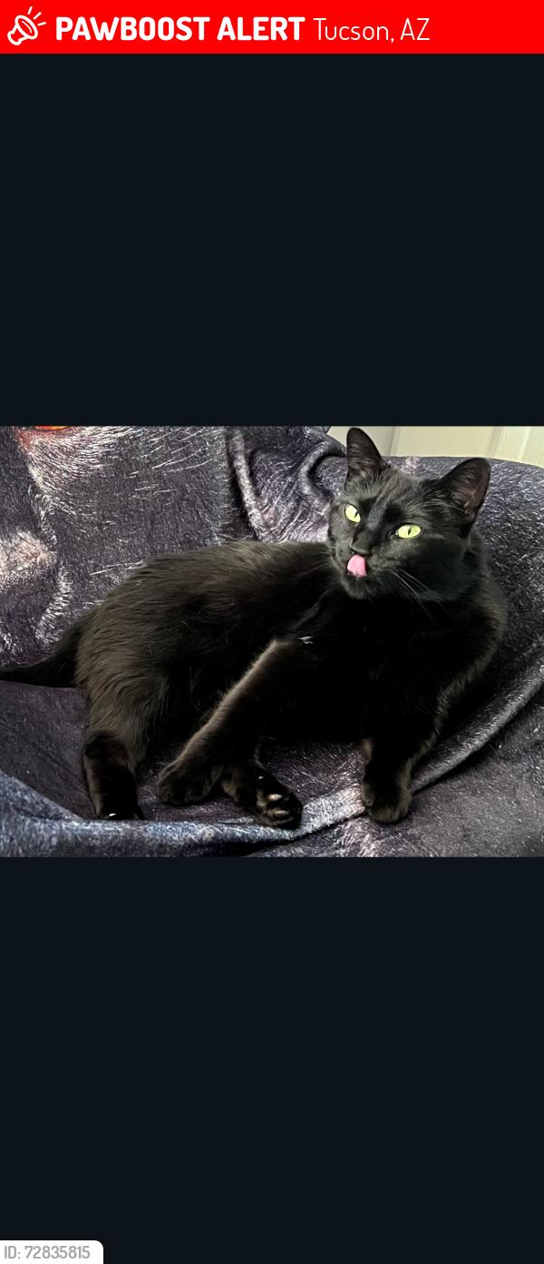 Lost Female Cat last seen Grant street and dragon ave, Tucson, AZ 85745