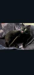Lost Female Cat last seen Grant street and dragon ave, Tucson, AZ 85745