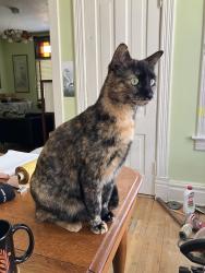 Lost Female Cat last seen Grotto St and Charles Ave , Saint Paul, MN 55104