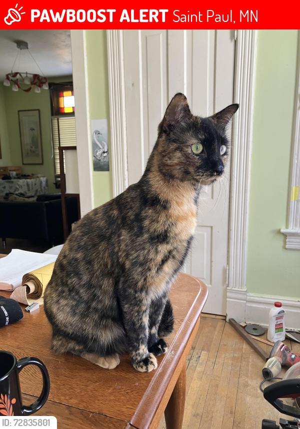 Lost Female Cat last seen Grotto St and Charles Ave , Saint Paul, MN 55104