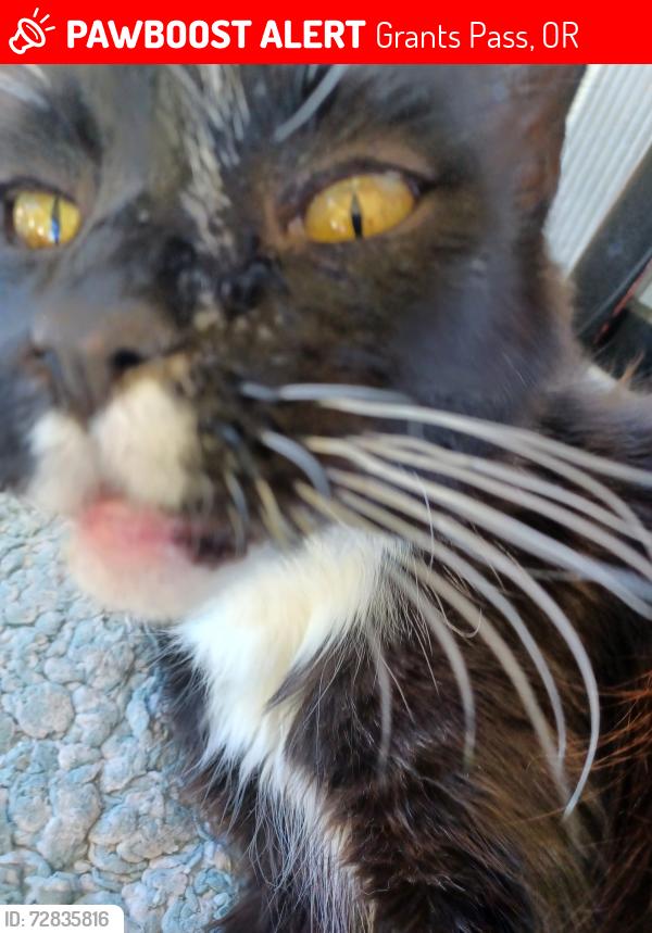 Lost Male Cat last seen Balsam and chambers ln, Grants Pass, OR 97526