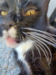 Lost Male Cat last seen Balsam and chambers ln, Grants Pass, OR 97526